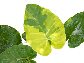 Stunning variegated Alocasia leaf contrasting with solid green leaves isolated on white.
