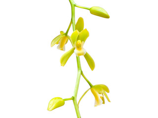 Rare greenish-yellow variant of Cymbidium ensifolium orchid blooming isolated on clean white background