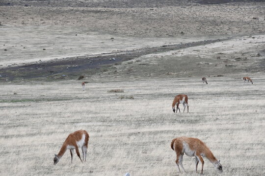 Guanacos pastando en una extensa llanura de la Patagonia chilena
