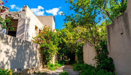 Picturesque alleyway with lush greenery and aged buildings under sunlight.