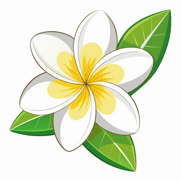frangipani white plumeria on white background