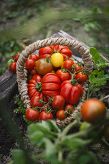 Vibrant red tomatoes fill a handwoven basket, resting on a garden bed. The scene captures the joy of harvesting vegetables in a lush green garden in the late summer.
