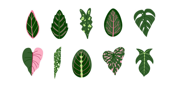 Set of Tropical Foliage Vector, Simple Element. Aglaonema, Alocasia, Caladium, Begonia, Fittonia, Goeppertia, Maranta, Monstera, Philodendron.