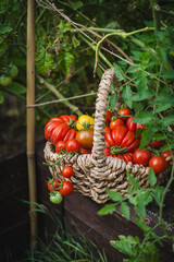 Vibrant red tomatoes fill a handwoven basket, resting on a garden bed. The scene captures the joy of harvesting vegetables in a lush green garden in the late summer.