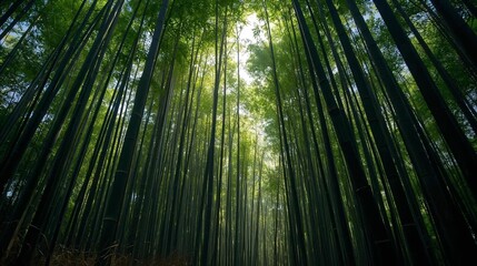 Bamboo Forest Canopy A Verdant Perspective with Sunlight Peeking Through the Trees, Capturing Nature's Beauty