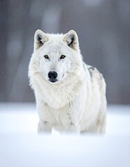 Obraz premium A majestic, white-furred wolf stands in a snow-covered environment, gazing directly at the viewer with amber eyes. The background is blurred