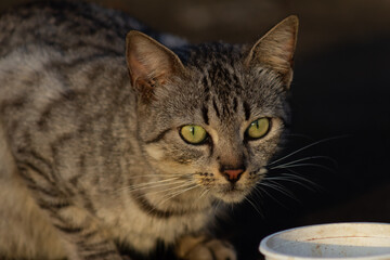Domestic cat with green eyes eating from a bowl. Selective focus.