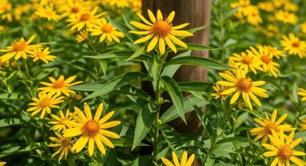 A cluster of bright yellow flowers with green leaves and a wooden pole in the background
