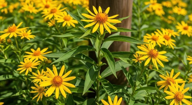 A cluster of bright yellow flowers with green leaves and a wooden pole in the background - Powered by Adobe