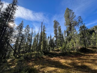 Evergreen forest with coniferous trees and alpine pastures in the Bernese Oberland region, Switzerland - Immergrüner Wald mit Nadelbäumen und Almwiesen in der Region Berner Oberland, Schweiz © Mario