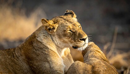 Two lionesses affectionately interact in golden sunlight, showcasing maternal care with a close embrace. Soft focus on the animals