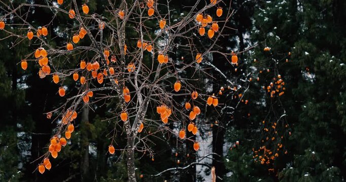 persimmon fruits on leafless tree in a rain