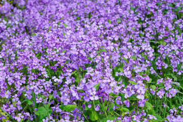 Fototapeta premium Many flowers of Dames rocket bloom and are beautiful.