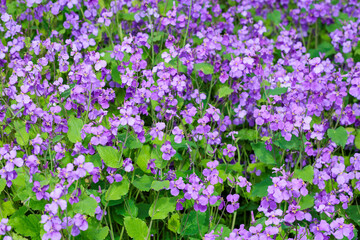 Many flowers of Dames rocket bloom and are beautiful.