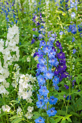 Refreshing light blue delphinium flower that blooms in early summer.