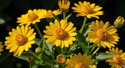 Closeup of bright yellow daisies with green leaves and buds against a dark background