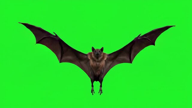 bat flying in the sky