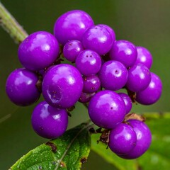 Close-up of a vibrant cluster of spherical, glossy purple berries on a leafy stem against a blurred green background