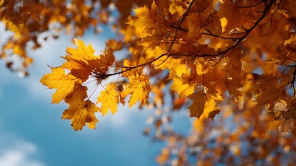 Obraz premium Bright yellow foliage hangs from tree branches against a clear blue sky