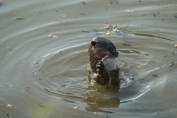 A river otter is holding a fish in its paws while swimming in a calm body of water with fallen leaves. It appears to be enjoying its meal.