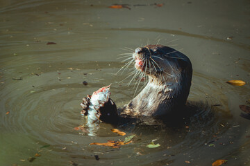 An otter is happily eating a fish in a murky river. It's creating ripples in the water.