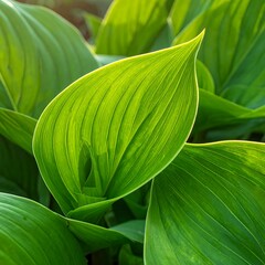 Close-up of vibrant green leaves in sunlight. Focus on the central leaf's intricate veining, with soft focus
