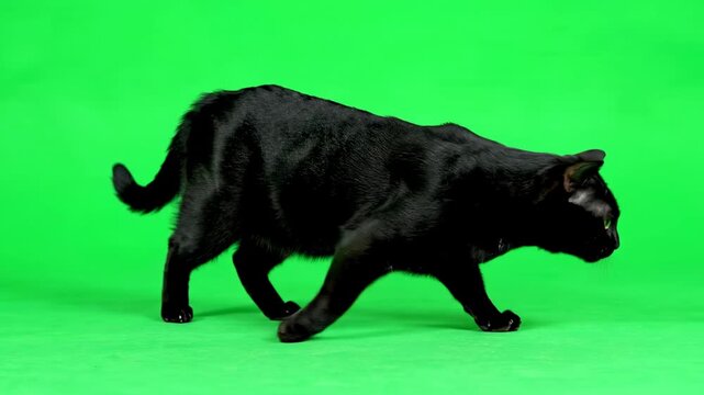 black and white bull