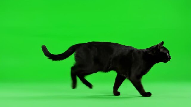 black cat on green background