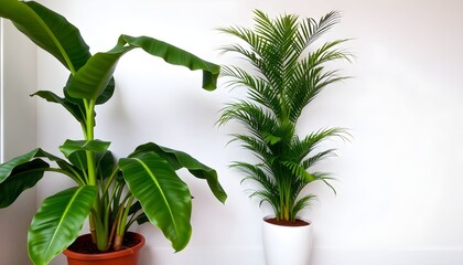 Two potted plants, a banana plant in a brown pot and a palm in a white pot, stand against a white wall.