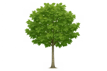 Maple tree with green leaves providing shade and natural background on transparent clean cut alpha channel