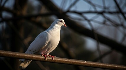 Elegant White Dove Perched on a Branch in Natural Light.