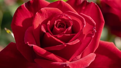 A red rose blooms in a lush garden setting, its velvety petals a deep crimson hue capturing the timeless beauty often associated with this iconic flower evoking feelings of romance love and.