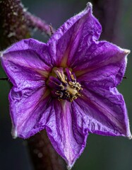 Macro shot of a vibrant purple flower with textured petals, a complex center, and a dark stem. Close-up nature photography