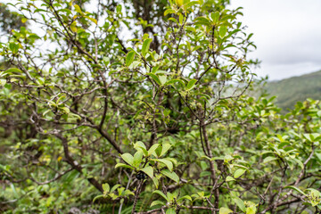Kadua affinis, the manono or variable starviolet, is a species of flowering plant in the family Rubiaceae. Poamoho Trail, Wahiawa, Honolulu, Oahu, Hawaii. Koʻolau Range ( shield volcano )	 
