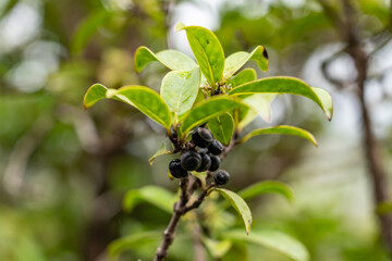 Kadua affinis, the manono or variable starviolet, is a species of flowering plant in the family Rubiaceae. Poamoho Trail, Wahiawa, Honolulu, Oahu, Hawaii. Koʻolau Range ( shield volcano )	 