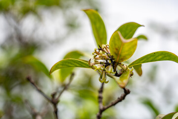Kadua affinis, the manono or variable starviolet, is a species of flowering plant in the family Rubiaceae. Poamoho Trail, Wahiawa, Honolulu, Oahu, Hawaii. Koʻolau Range ( shield volcano )	 