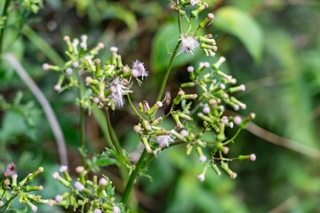 Erechtites valerianifolius, common name tropical burnweed is a New World species of plants in the...