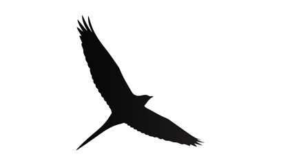 Fototapeta premium Silhouette of a bird of prey in flight against a white background