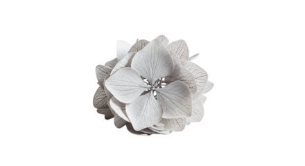Closeup of a delicate silver hydrangea flower isolated on transparent background, showcasing its intricate petal structure and subtle shimmer