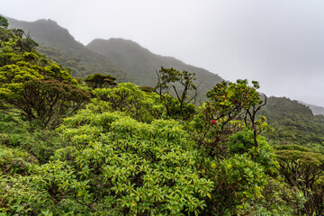Psychotria mariniana, the forest wild coffee  or kōpiko, is a tree endemic to Hawaiʻi. Poamoho Trail, Wahiawa, Honolulu, Oahu, Hawaii. Koʻolau Range ( shield volcano )