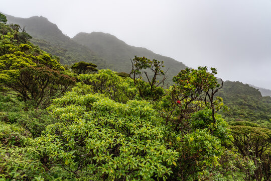 Psychotria mariniana, the forest wild coffee  or kōpiko, is a tree endemic to Hawaiʻi. Poamoho Trail, Wahiawa, Honolulu, Oahu, Hawaii. Koʻolau Range ( shield volcano )