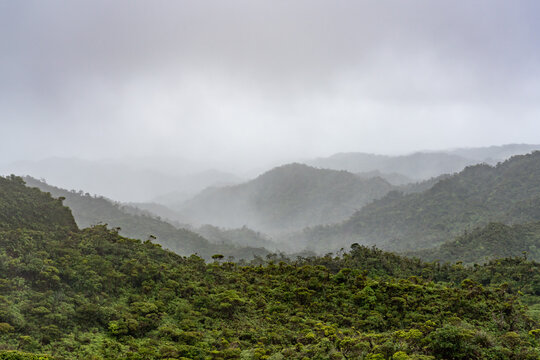 Poamoho Trail, Wahiawa, Honolulu, Oahu, Hawaii. Koʻolau Range ( shield volcano ). Rainforest	  