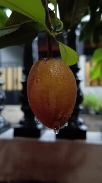 Close-Up of Sapodilla Fruit Covered in Rainwater During Heavy Rain
