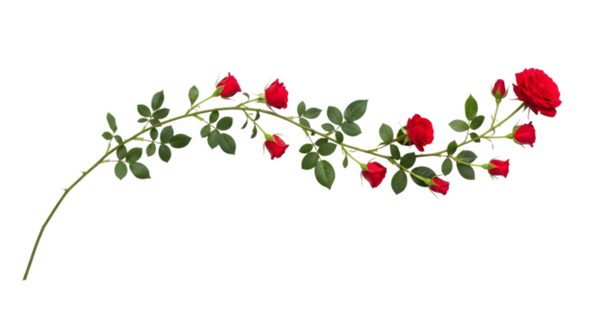 Branch with red rose buds and blooming flowers, isolated on transparent background