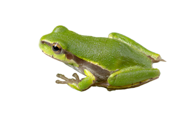 Small green tree frog with yellow stripes isolated on transparent background