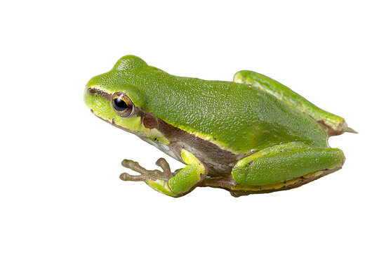 Small green tree frog with yellow stripes isolated on transparent background