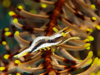 Twin-Stripe Crinoid Shrimp Hiding Among Feather Star Arms