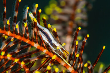 Twin-Stripe Crinoid Shrimp Hiding Among Feather Star Arms