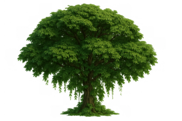 Green tree with natural textured trunk and dense fresh foliage. Environment and growth concept. Isolated on transparent background