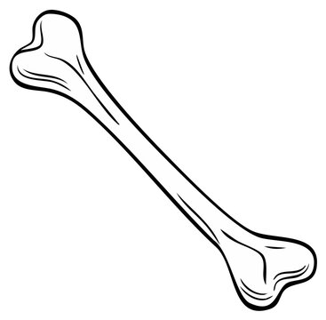 Monochrome Illustration of an Animal Bone Anatomy in Outline Style Featuring Canine and Skeletal Structure